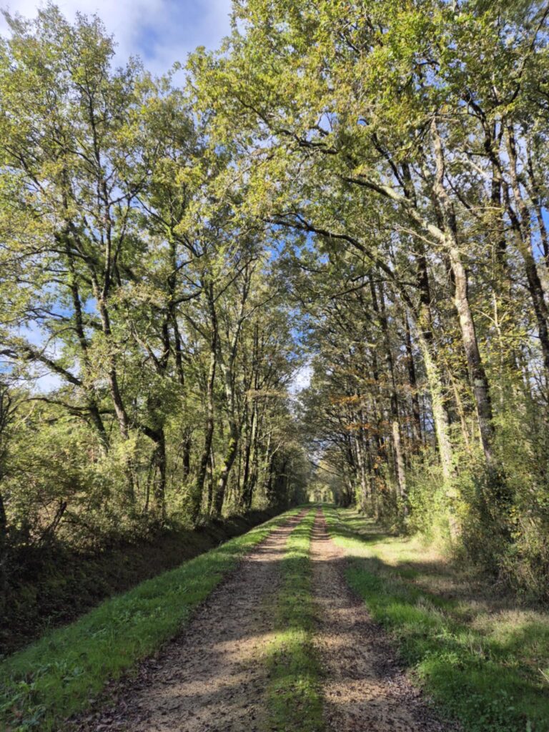 Chemin de terre bordé de grands arbres formant une voûte naturelle sous un ciel bleu