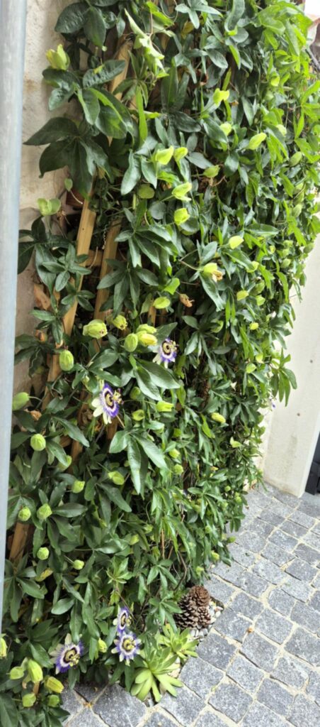 Passiflore grimpant sur un treillis en bois contre un mur en pierre
