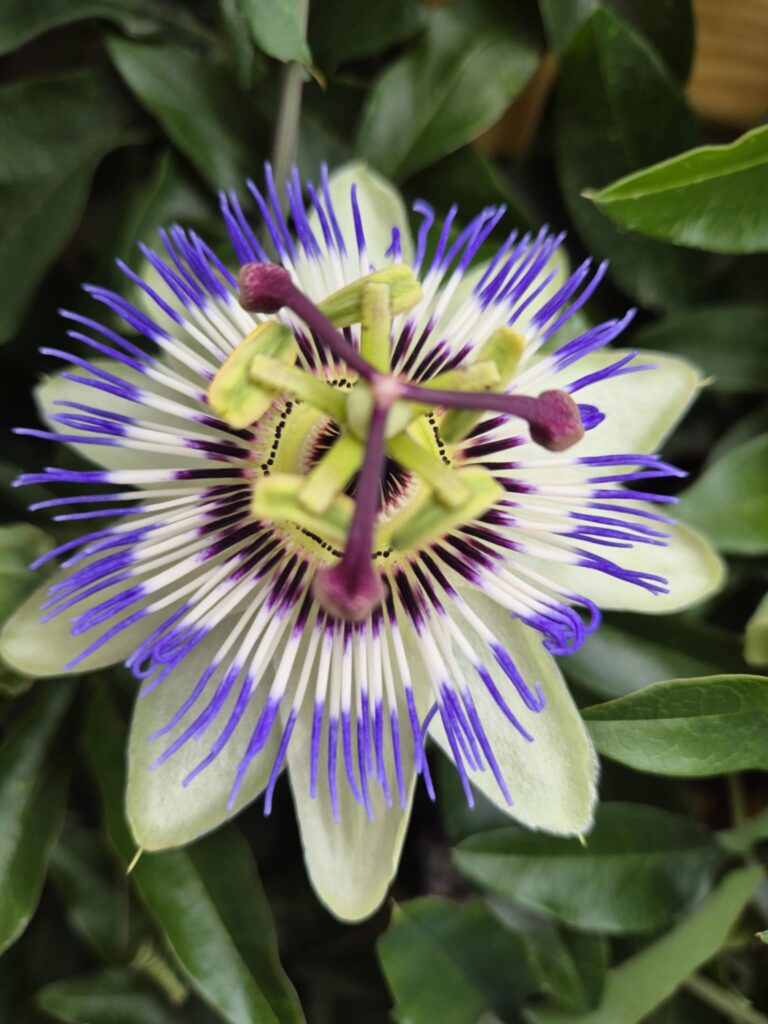 Gros plan sur la fleur de passion - passiflore