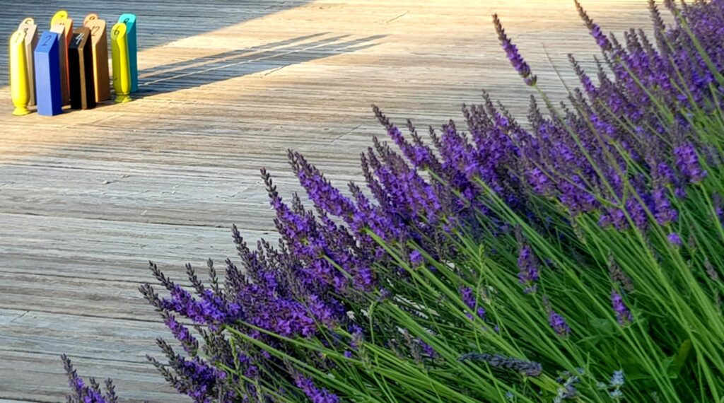 Pieds de lavande fleuris au bord d'une terrasse avec jeu mölkky