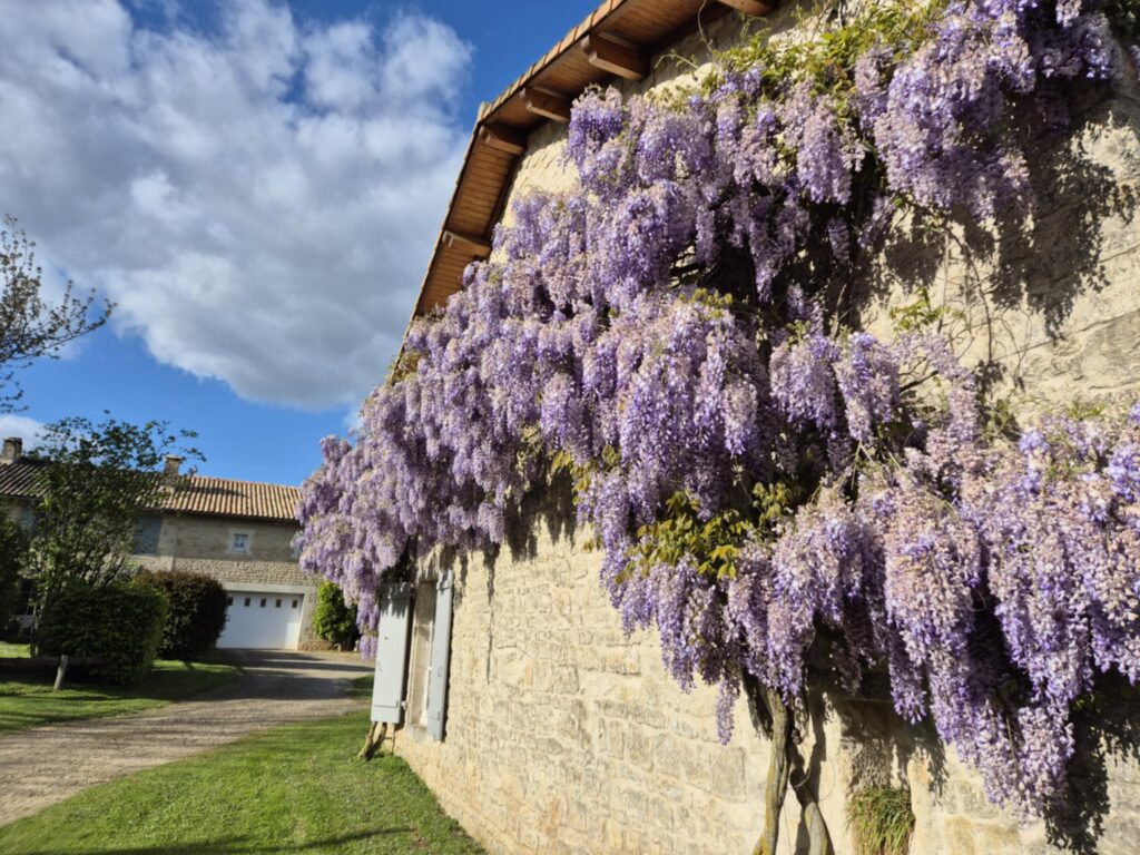 Grappes de glycines mauves en fleurs retombant le long d'une façade en pierre
