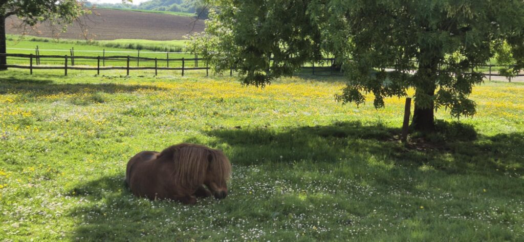 Un poney shetland se repose à l'ombre d'un frêne verdoyant parmi une prairie
