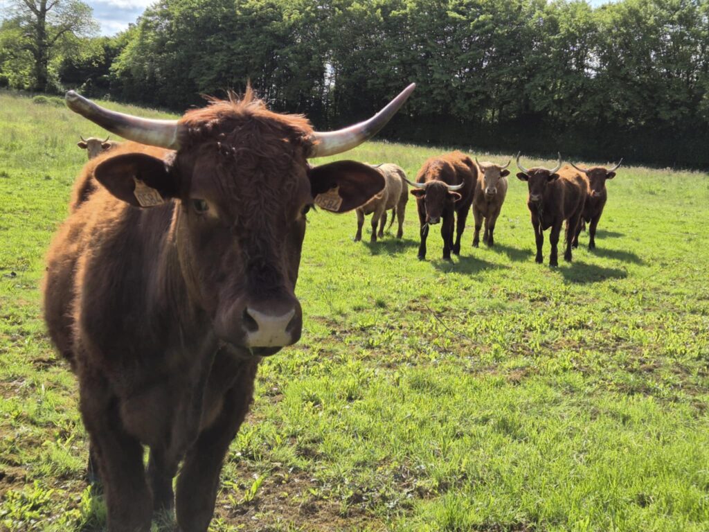 Troupeau de vaches Salers curieuses dans un pâturage devant la lisière d'une forêt