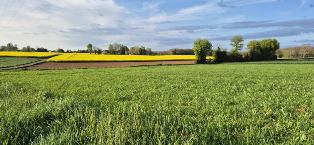 Paysage de campagne avec des champs de colza jaune vif sous un ciel moutonneux